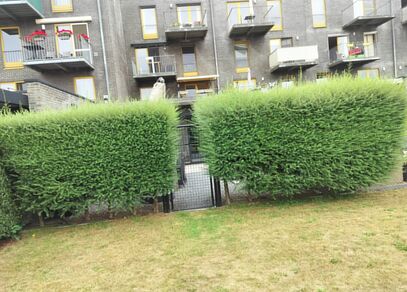 Twee hoge, uitgegroeide coniferenhagen naast een tuinpoort