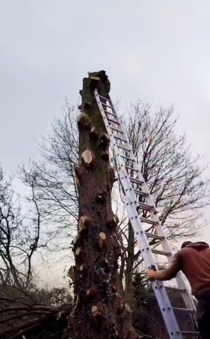 Dezelfde boom na het snoeien: de kruin en zijtakken zijn weg, alleen de stam staat er nog