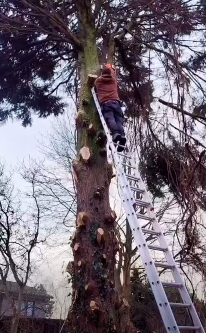 Hoge boom met een volle kruin, met een snoeier op een ladder tegen de stam